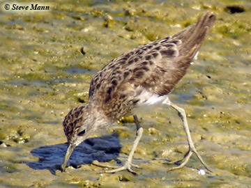 Long-toed Stint