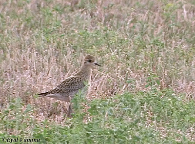 Pacific Golden Plover