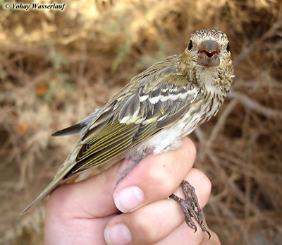 Common Rosefinch 