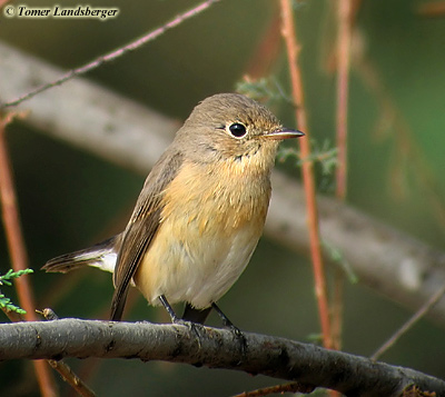 Red-breasted Flycatcher