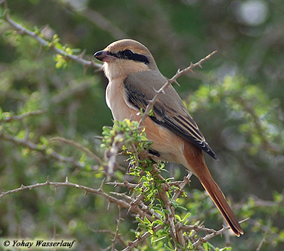 Daurian Shrike