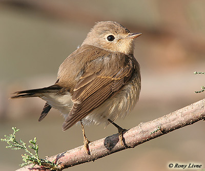 Red-breasted Flycatcher