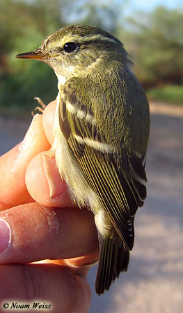 Yellow-browed Warbler