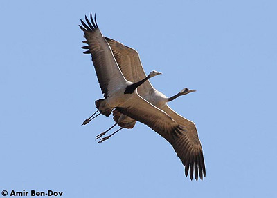 Demoiselle Crane Anthropoides virgo