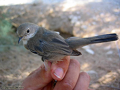 Menetries's Warbler Sylvia mystacea