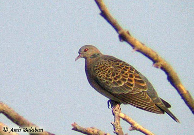 Oriental Turtle Dove LStreptopelia orientallis