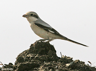 Steppe Grey Shrike Lanius excubitor pallidirostris