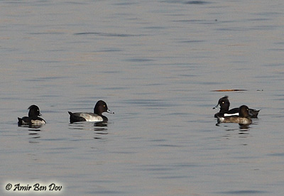 Tufted Duck X Pochard Aythya hybrid