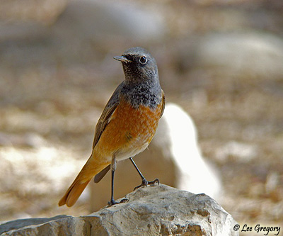 Black Redstart Phoenicurus ochruros phoenicuroides