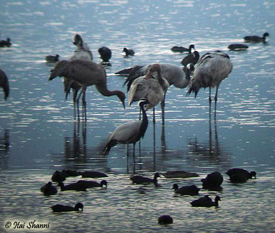 Demoiselle Crane Anthropoides virgo