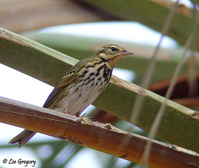 Olive-backed Pipit Anthus hodgsoni