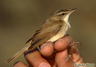 Paddyfield Warbler Acrocephalus agricola