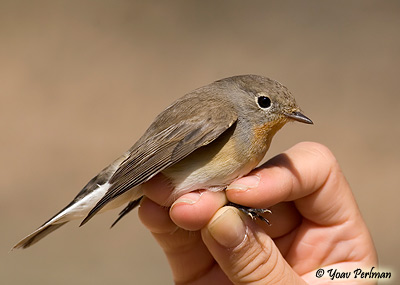 Red-breasted Flycatcher Ficedula parva