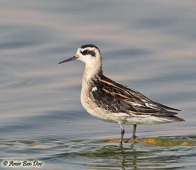 Red-necked Phalarope Phalaropus lobatus