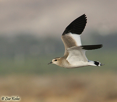 Sociable Lapwing Vanellus gregarius