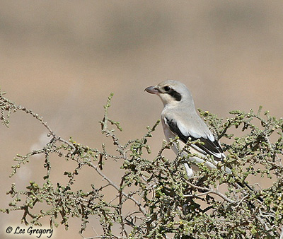 Steppe Grey Shrike Lanius excubitor pallidirostris