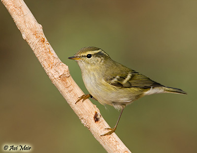 Yellow-browed Warbler Philoscopus inornatus