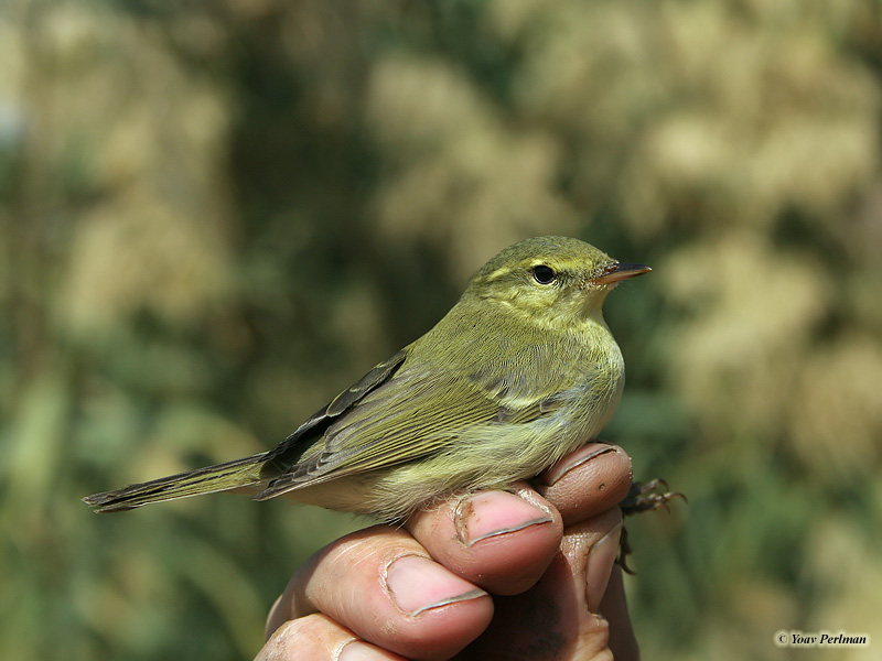 Green Warbler Phylloscopus nitidus