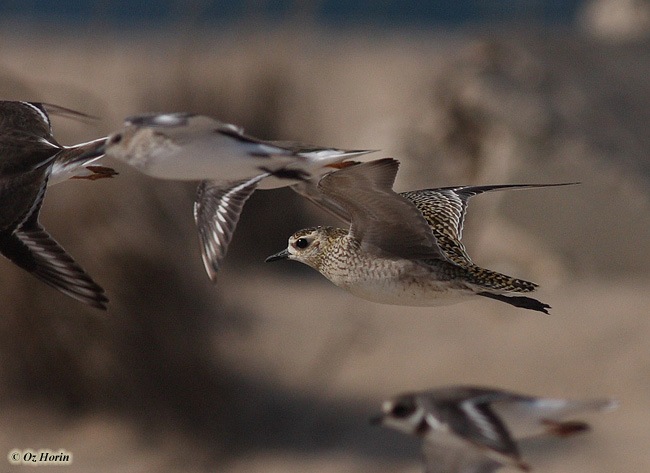 Pacific Golden Plover Pluvialis fulva