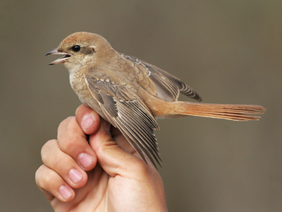 Isabelline Shrike