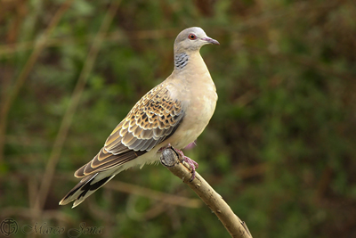 Rufous Turtle Dove