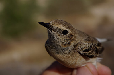 Pied Wheatear