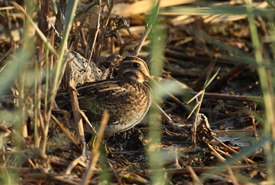 Pintail/Swinhoe's snipe