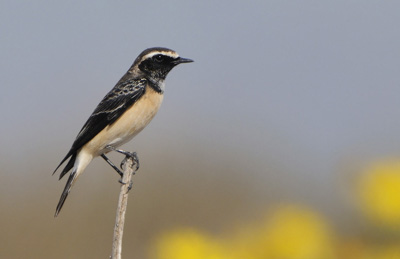 Cyprus Pied Wheatear