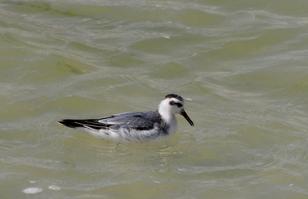 Grey Phalarope