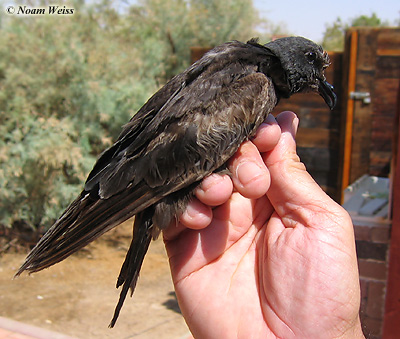 Swinhoe's Storm-Petrel