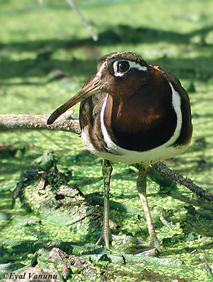 Painted Snipe
