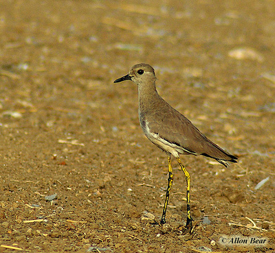 White-tailed Lapwing Vanellus leucurus