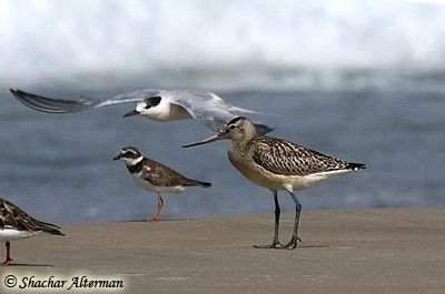 Bar-tailed Godwit Limosa lapponica