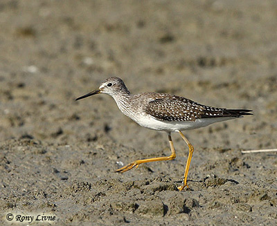 Lesser yellowlegs Tringa flavipes