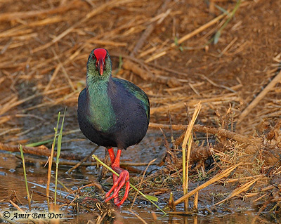 Purple Gallinule Porphyrio porphyrio