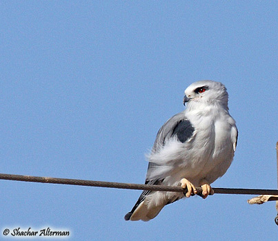 Black-winged Kite Elanus caeruleus