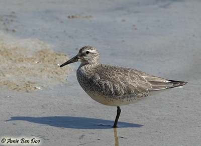 Red Knot Calidris canutus