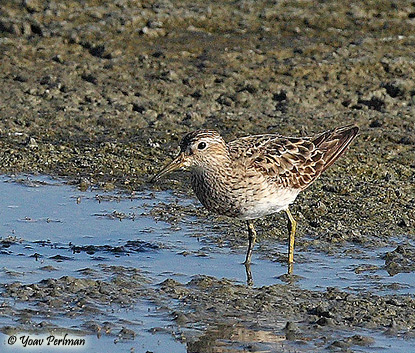 Pectoral Sandpiper Calidris melanotus