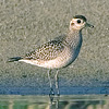 American Golden Plover