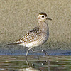 American Golden Plover