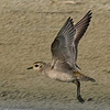 American Golden Plover