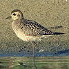 American Golden Plover