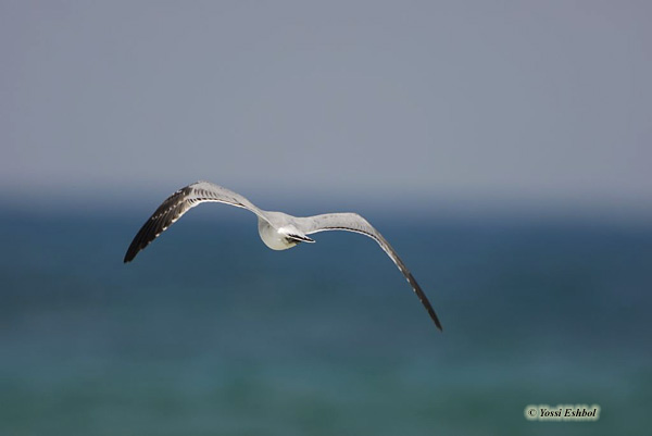 Audouin's Gull (Larus audouinii)