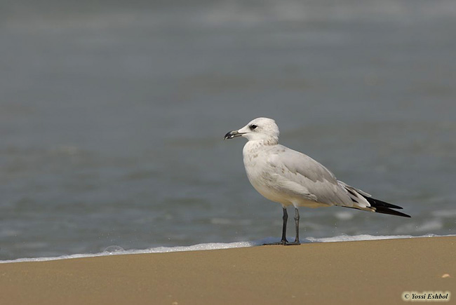 Audouin's Gull (Larus audouinii)