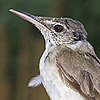 Basra Reed Warbler