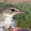 Basra Reed Warbler