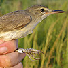 Basra Reed Warbler