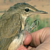 Basra Reed Warbler