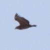 Bateleur