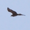 Bateleur